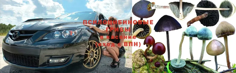 Галлюциногенные грибы MAGIC MUSHROOMS  что такое   Гаджиево 